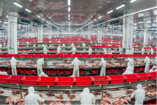 健康肉制品炼成记 金锣透明工厂来揭秘