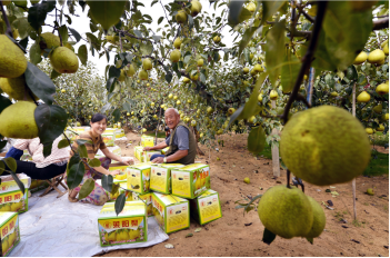 2021年《果品区域公用品牌声誉评价》公布 莱阳梨品牌价值8.98亿元获第七名