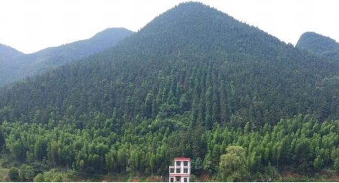 农发行茶陵县支行2亿元支持现代林业综合利用建设项目