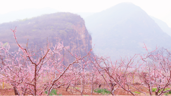 第二十五屆北京平谷國際桃花節開幕